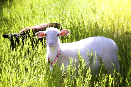 Livestock spring farming