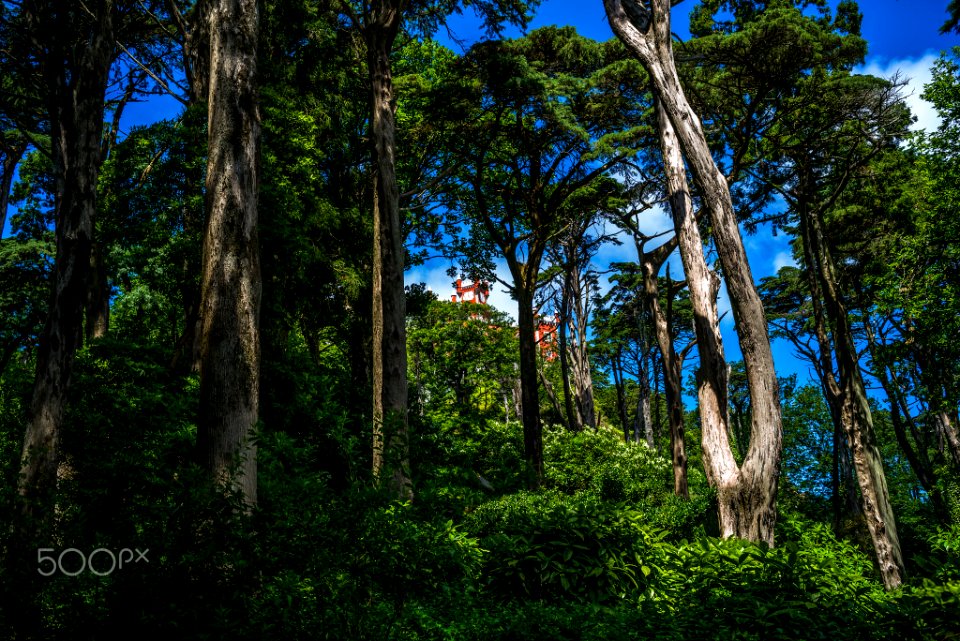 First Sighting Of The Palacio Nacional Da Pena (217143943)