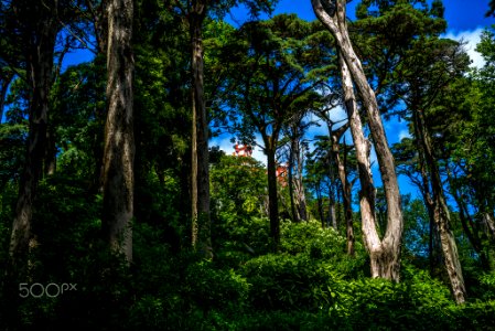 First Sighting Of The Palacio Nacional Da Pena (217143943)