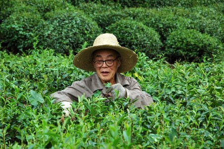 Man harvest longjin