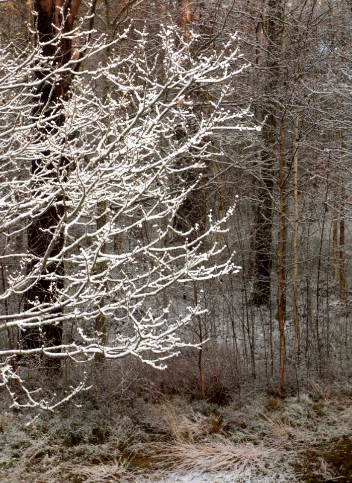 First snow on oak tree