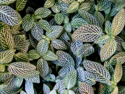 Fittonia argyroneura serres Jardin du Luxembourg