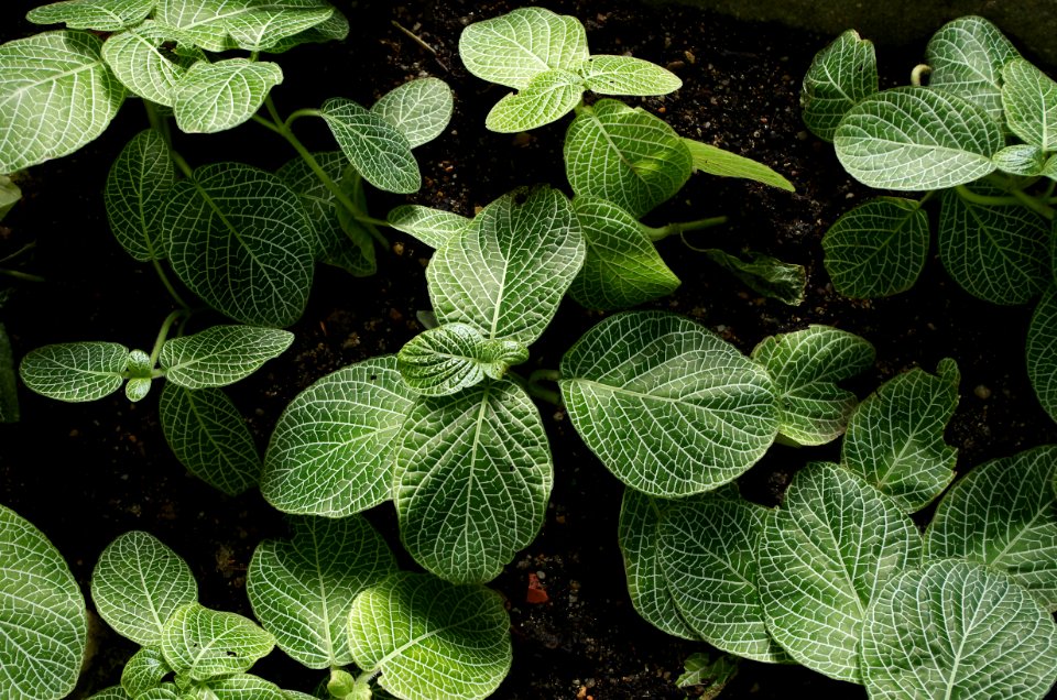 Fittonia verschaffeltii var. argyroneura au jardin des plantes