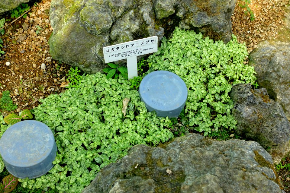 Fittonia albivenis (Fittonia verschaffeltii var. argyroneura) - Shinjuku Gyo-en Greenhouse - Tokyo, Japan - DSC05766