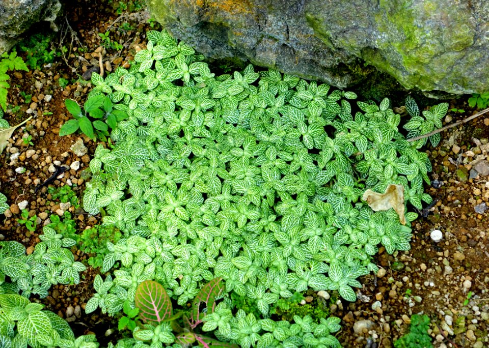 Fittonia albivenis (Fittonia verschaffeltii var. argyroneura) - Shinjuku Gyo-en Greenhouse - Tokyo, Japan - DSC05768