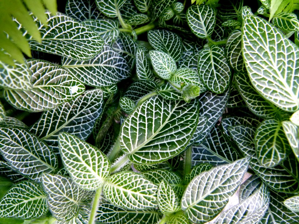 Fittonia argyroneurea
