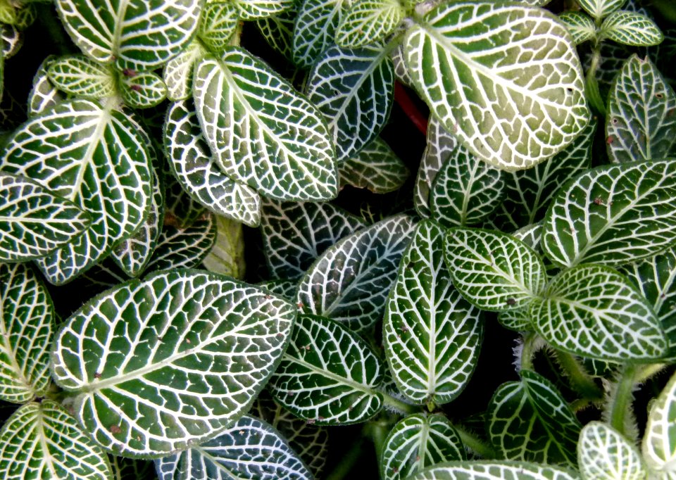 Fittonia argyroneura serres Jardin du Luxembourg 2