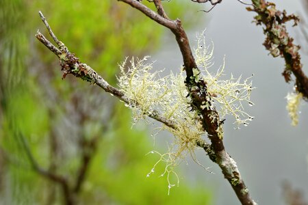 Branch nature fouling