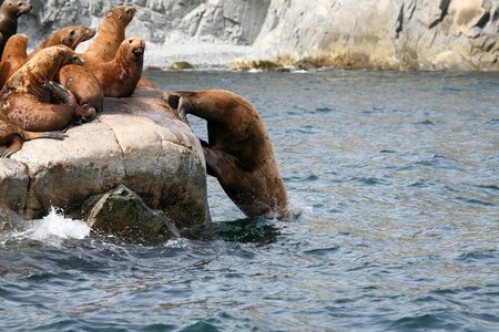 Cleaver coast sea ​​stones photo