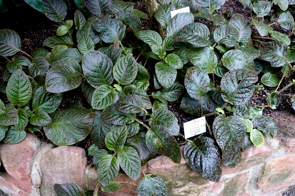 Fittonia gigantea - Botanischer Garten - Heidelberg, Germany - DSC01027