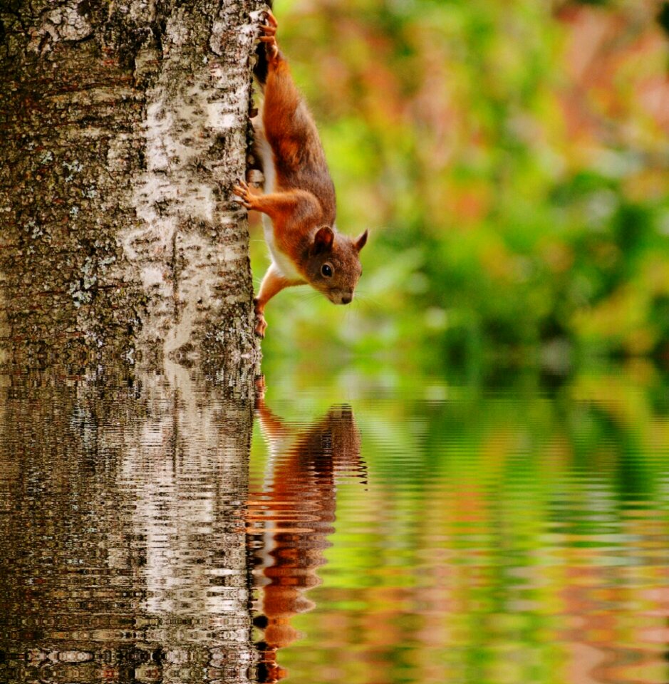 Nager cute nature