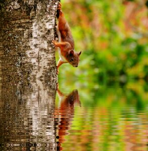 Nager cute nature