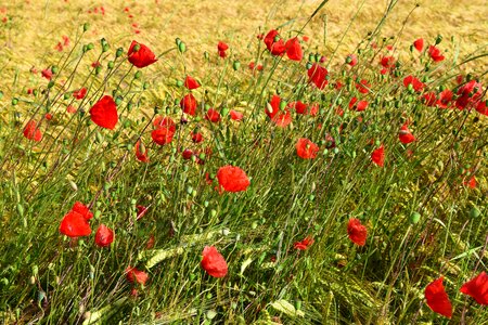 Summer red klatschmohn