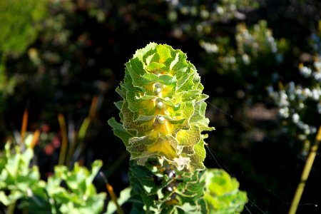 Fitzgerald River National Park, Western Australia 03