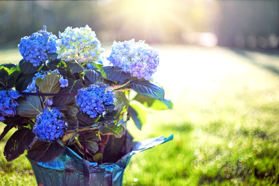 Flowers pot morning