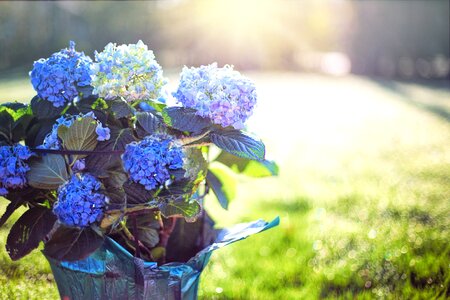 Flowers pot morning photo