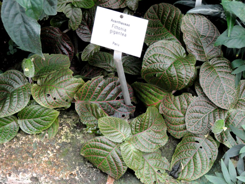 Fittonia gigantea - Botanischer Garten Freiburg - DSC06291