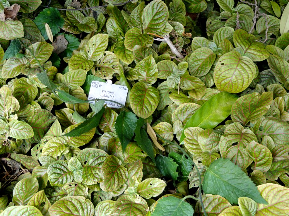 Fittonia gigantea - Copenhagen Botanical Garden - DSC07402