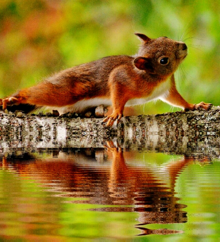 Nager cute nature