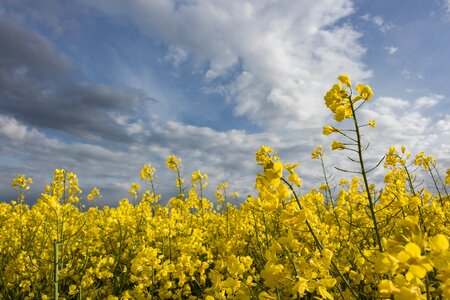 Arable yellow nature photo