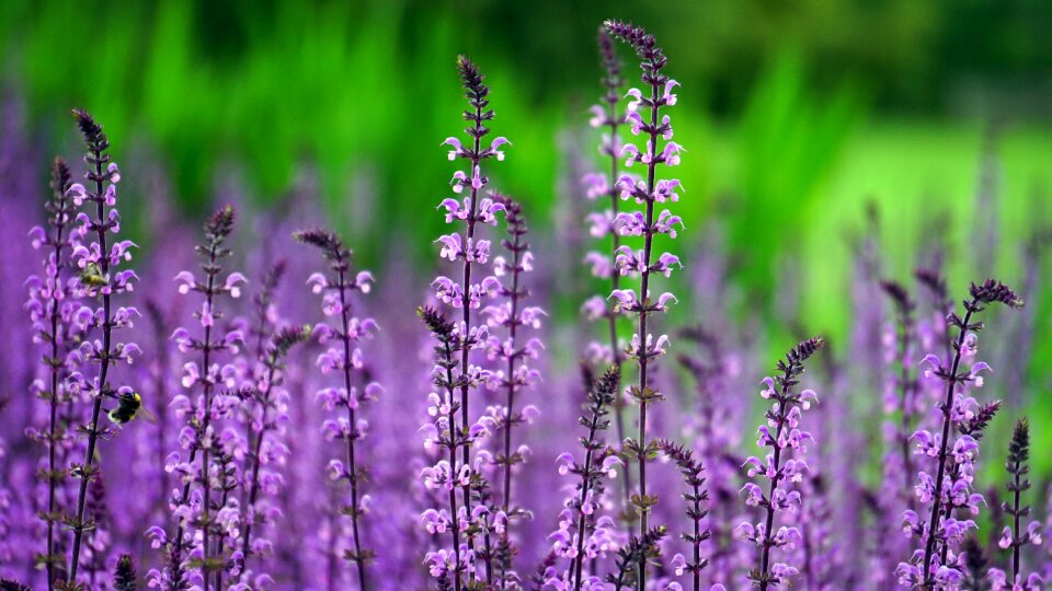 Nature petal garden photo