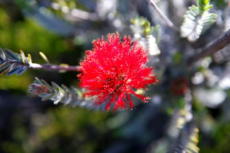 Fitzgerald River National Park, Western Australia 08