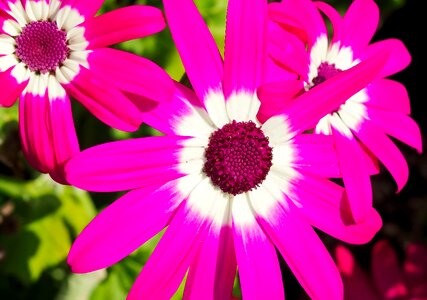 Nature pink flower spring photo