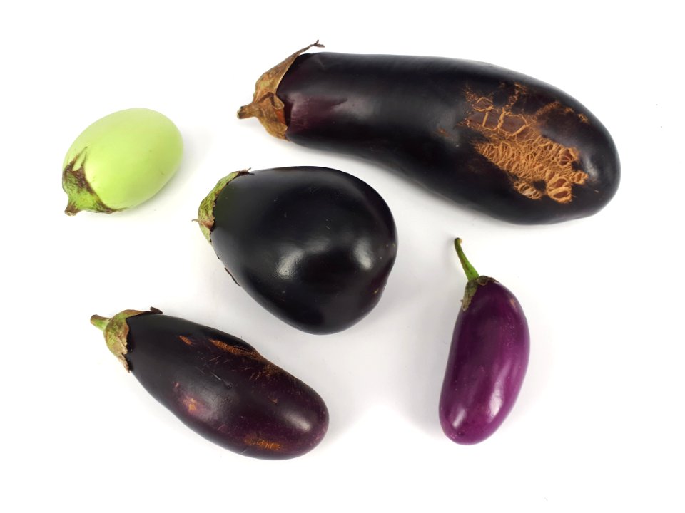 Five eggplants 2017