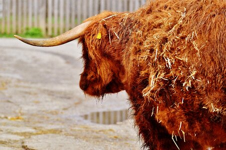 Farm animal animal world