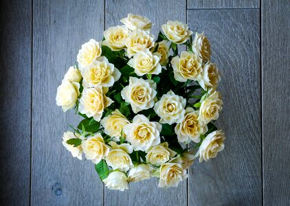 White yellow top view