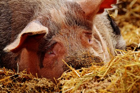 Farm animal animal world