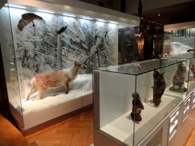 Finnish Nature exhibits - Finnish Museum of Natural History - DSC04642