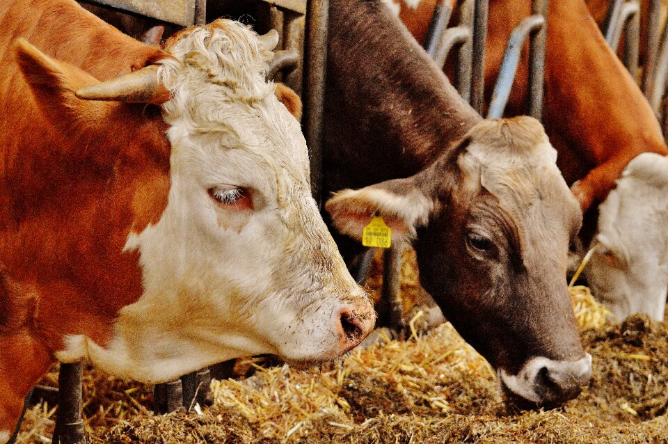 Farm animals animal world