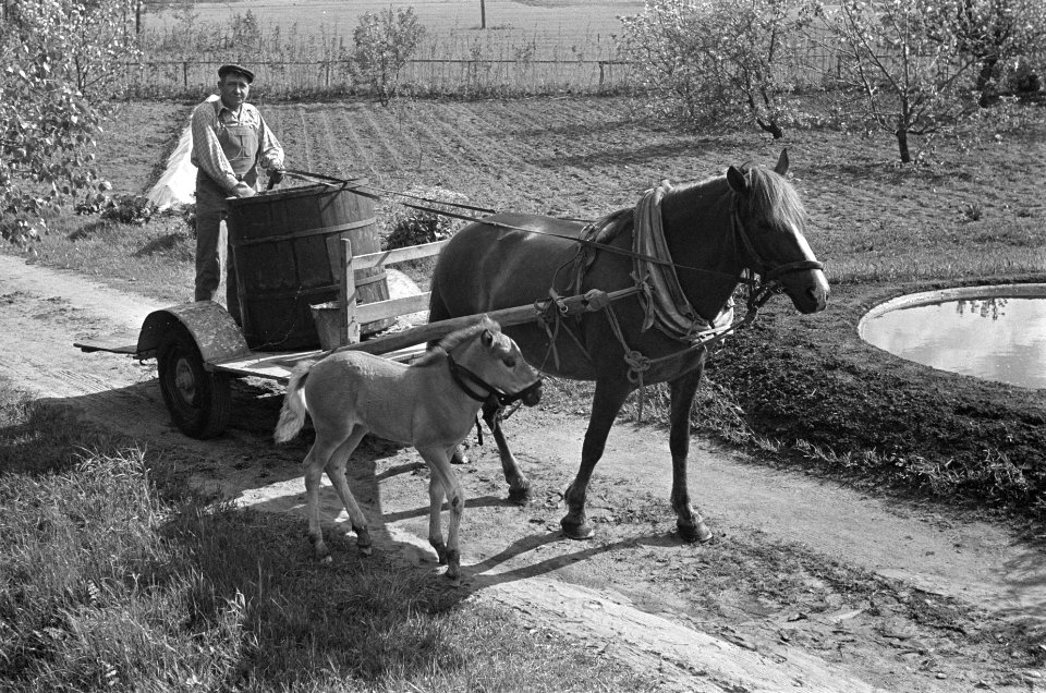 Finse boer op kar. Paard met veulen, Bestanddeelnr 920-4701