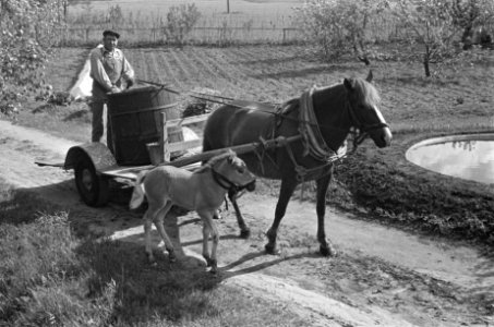 Finse boer op kar. Paard met veulen, Bestanddeelnr 920-4701