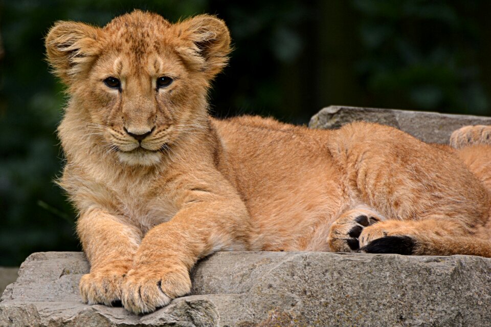 Nature mammal feline