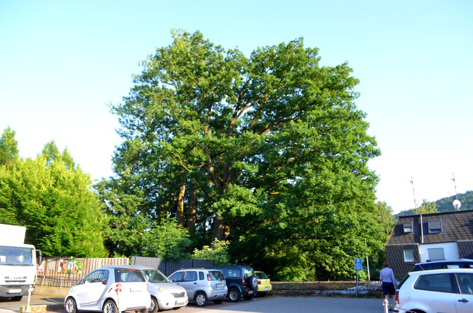 Fischbach, Esche und 3 Eichen im Unterdorf in Fischbach