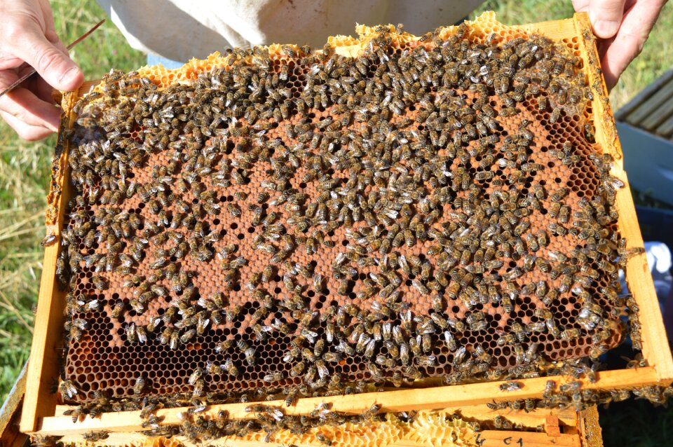 Brood closed framework brood