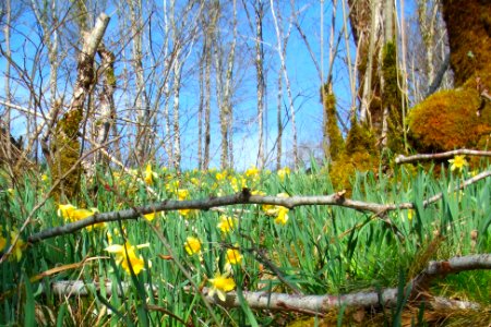First wild daffodils in spring