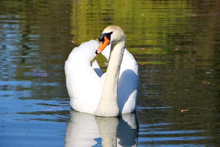 Swans white nature
