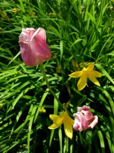 First Daylilies, Last Tulips, 2021-05-13, 02