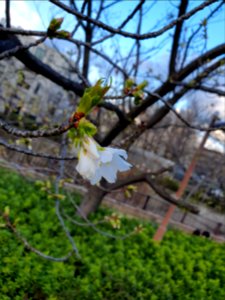 First cherry blossoms in Tokyo