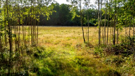 Field beside Myrstigen track 2