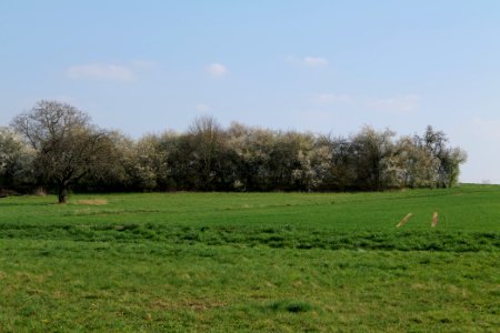 Field at Frankurter Berg 2020-03-22 09