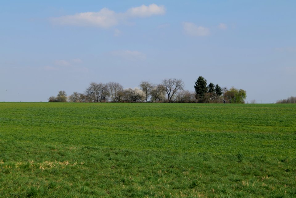 Field at Frankurter Berg 2020-03-22 07