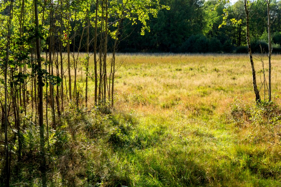 Field beside Myrstigen track 3