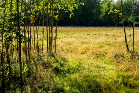 Field beside Myrstigen track 3