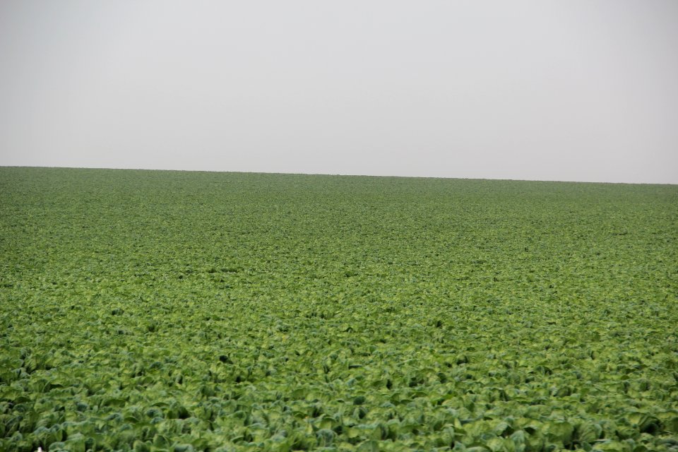 Field around Watsonville, CA Aug 2019 2