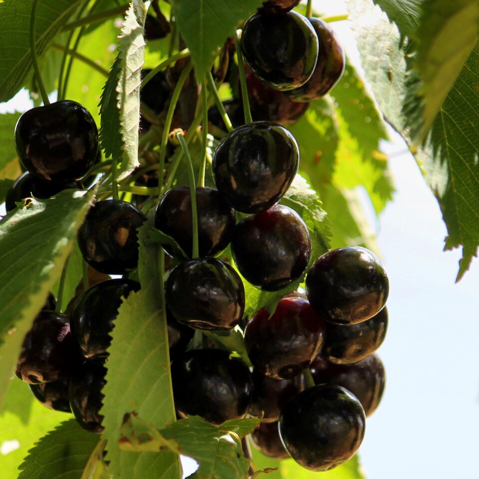 Black orchard delicious