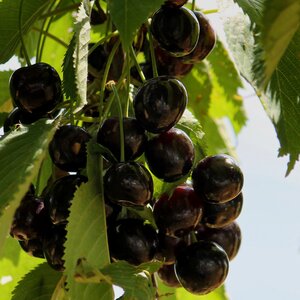 Black orchard delicious